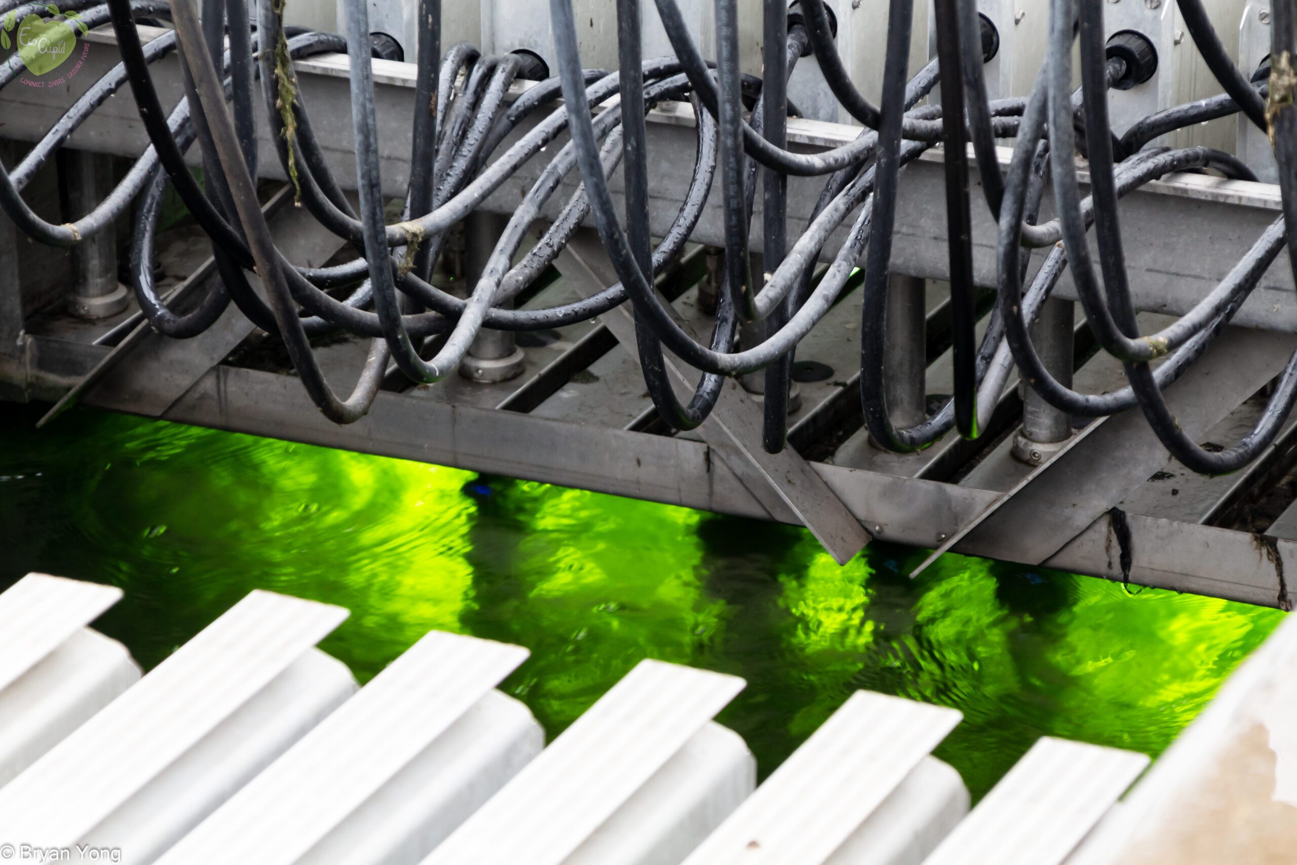 UV radiation treatment is used to remove foul odours and kill off any remaining pathogens in the water.