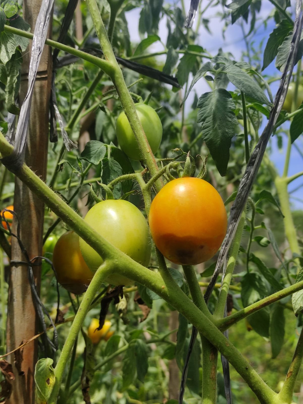 Tomatoes that have been infected by buckeye rot as the result of Phytophthora infection. Photo courtesy of Dongan Markobun.