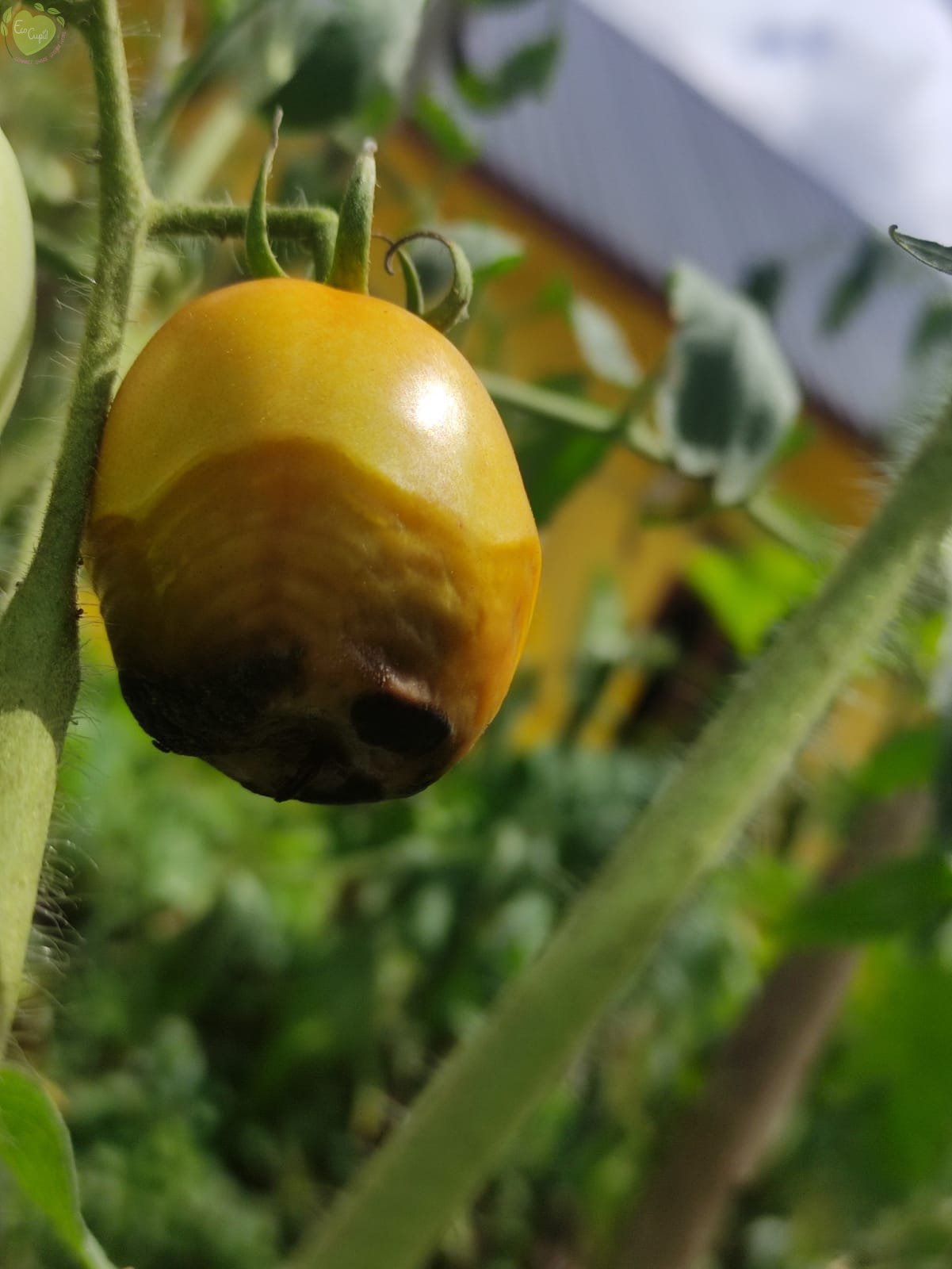 Tomatoes that have been infected by buckeye rot as the result of Phytophthora infection. Photo courtesy of Dongan Markobun.