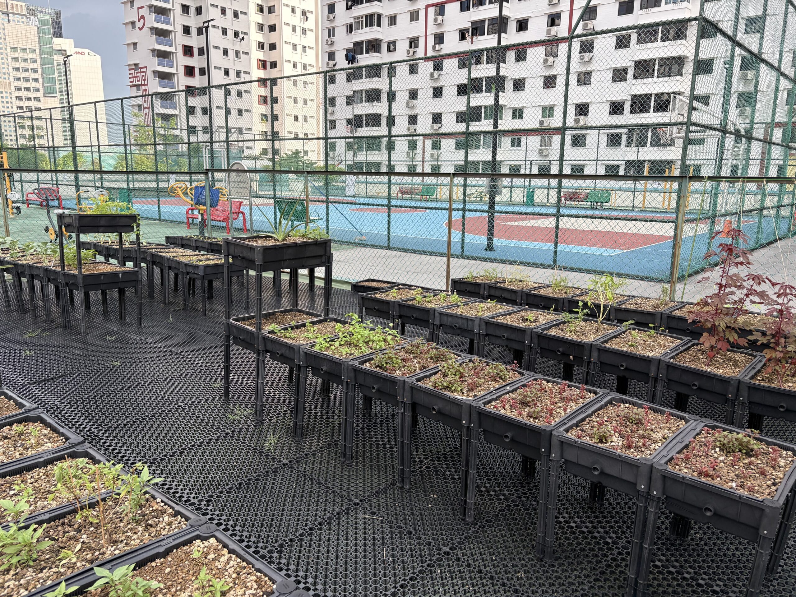 Corridor Farmers rooftop garden in front of a basketball court