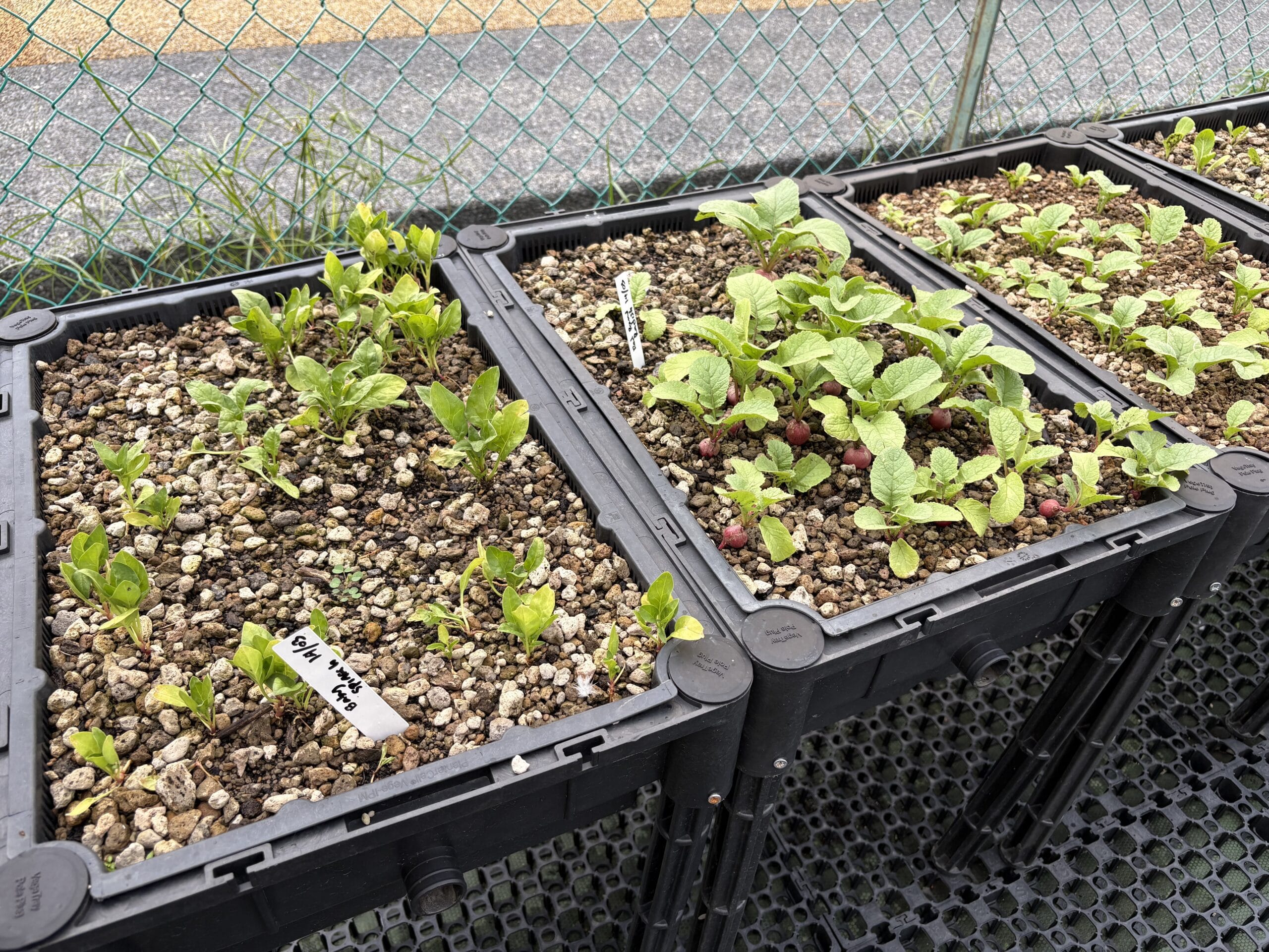 Corridor Farmers spinach and radish crops in elevated plastic gardening crates.