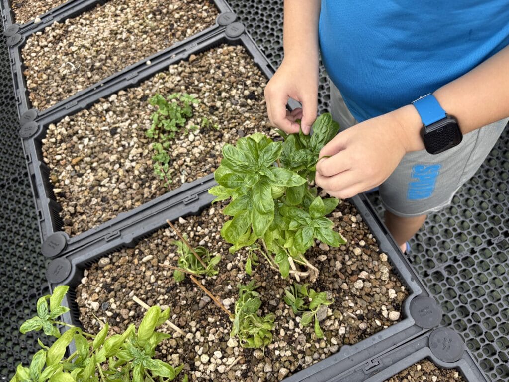 Corridor Farmers attending to crops